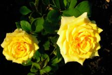 2 Roses Bush