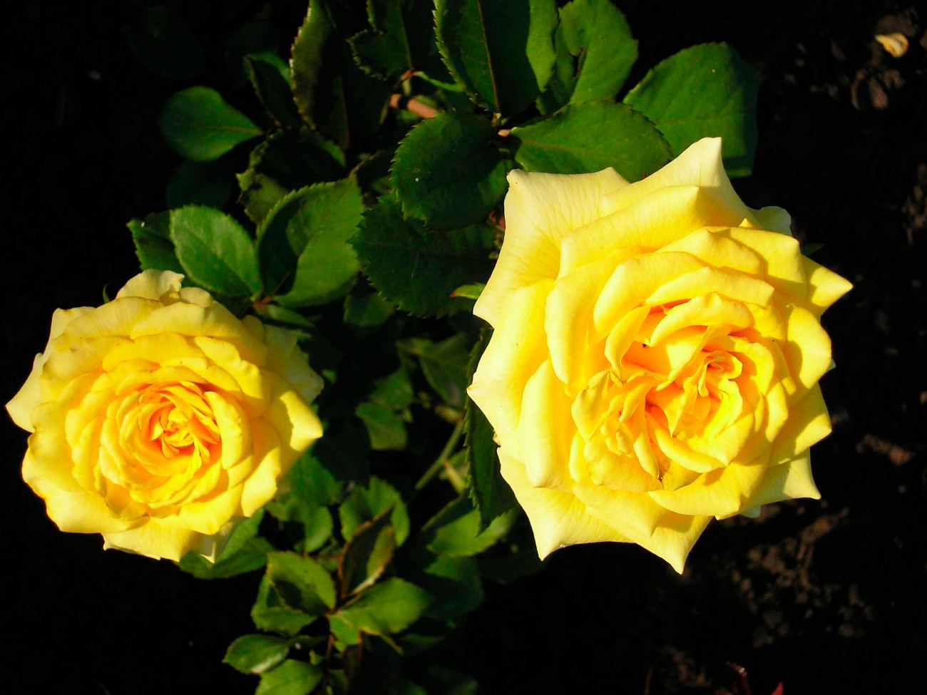 2 Roses Bush