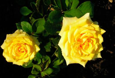 2 Roses Bush