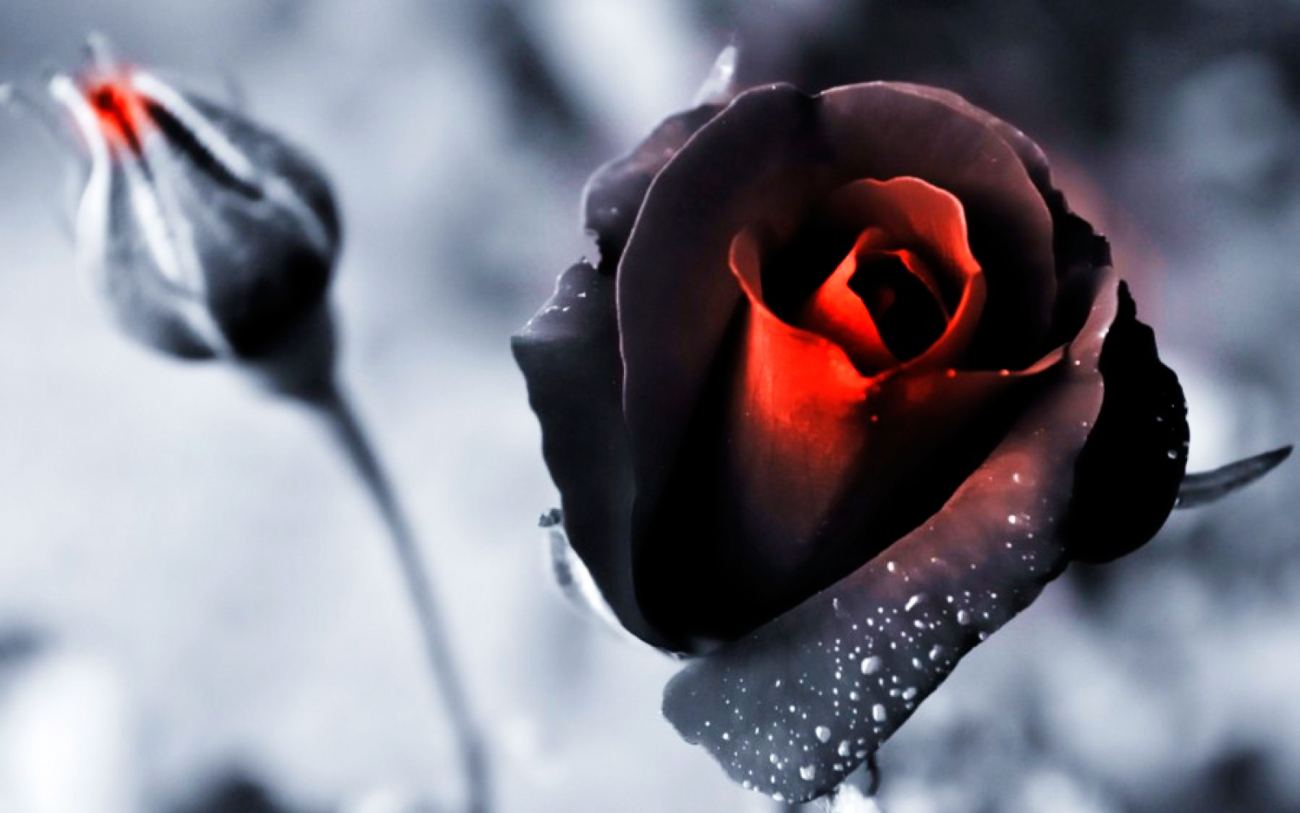 Black and Red