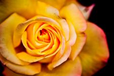 Bud