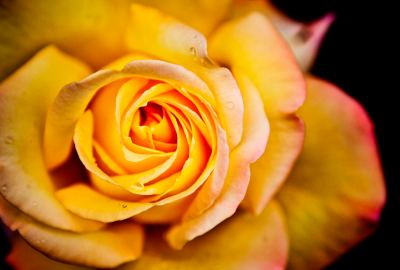 Bud