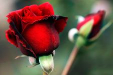 Dark Flower