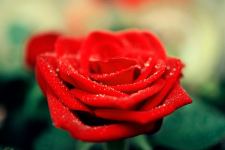 Dew