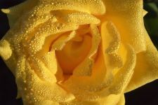 Dew Drops