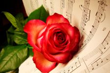 Musical Notes