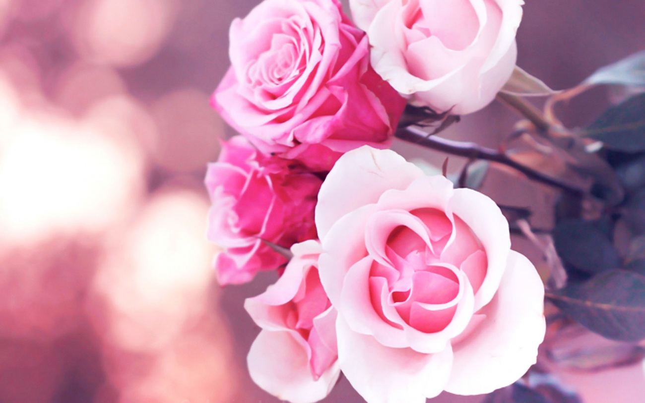 Pink White