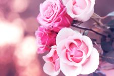 Pink White