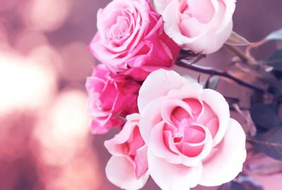 Pink White