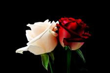 Red and White
