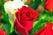 Red and White