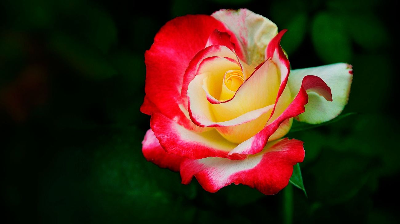 Red and Yellow Bud
