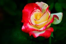 Red and Yellow Bud