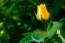 Small Bud