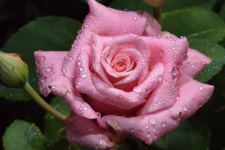 Wet in Garden