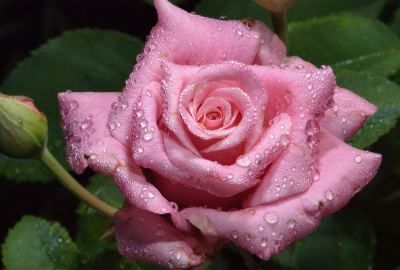 Wet in Garden