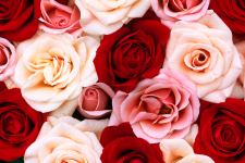 White Pink Red