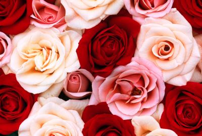 White Pink Red