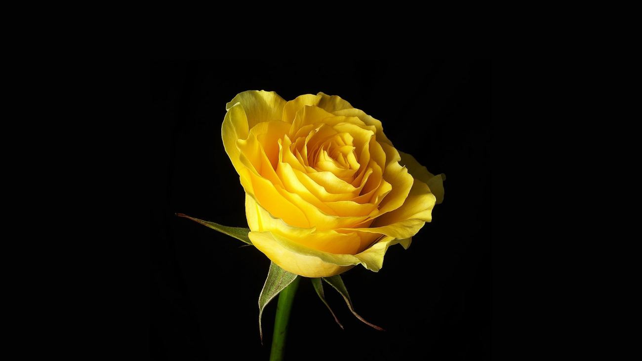Yellow on the Black