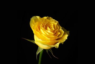Yellow on the Black